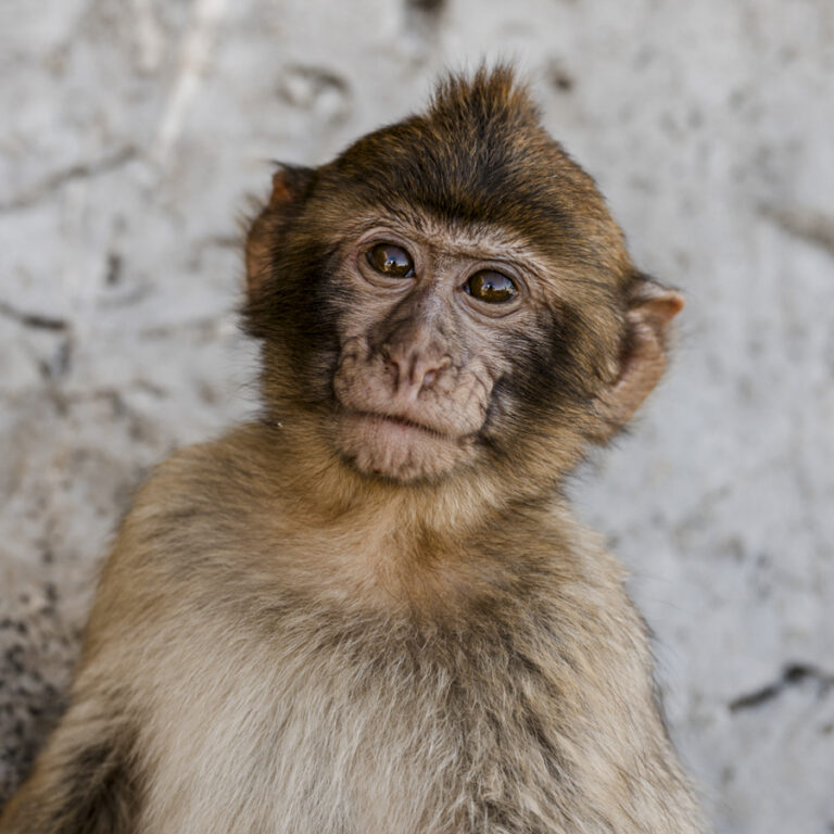 Gibraltar, Reisefotografie